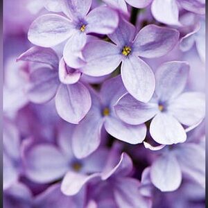 Meet your Posher, Treece Posh ✅